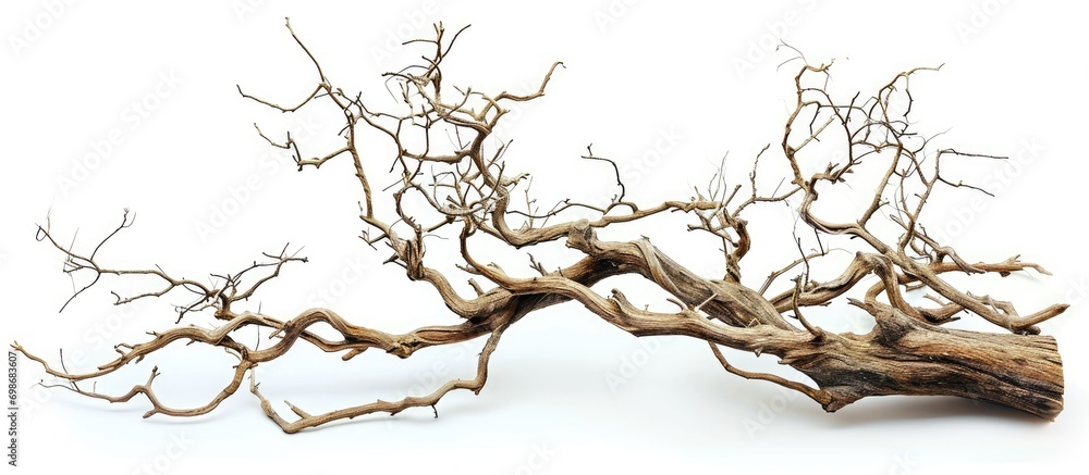 Fototapeta premium Isolated dry branch on white backdrop.