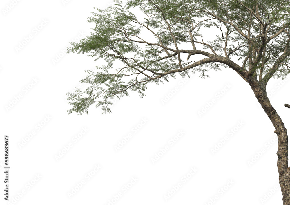 Tree branch foreground on transparent background Tree branch foreground on transparent background