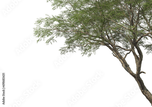 Tree branch foreground on transparent background