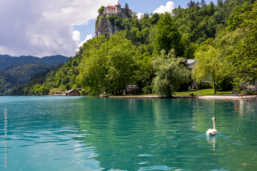 White swan gracefully gliding on turquoise waters of on alpine lake Bled, Upper Carniola, Slovenia. Panoramic view Bled castle on hill covered with forest. Serene landscape in Julian Alps in summer