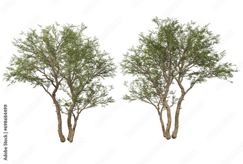 Fototapeta premium Big tree on transparent background