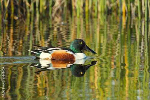 Northern shoveler in water