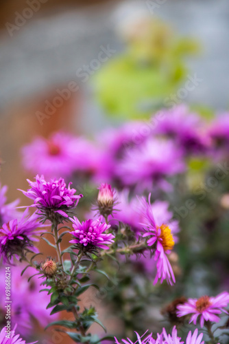 Purple Aromatic aster or Symphyotrichum oblongifolium flower in garden © Silviya Stoyanova