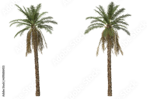 Palm on transparent background © jomphon