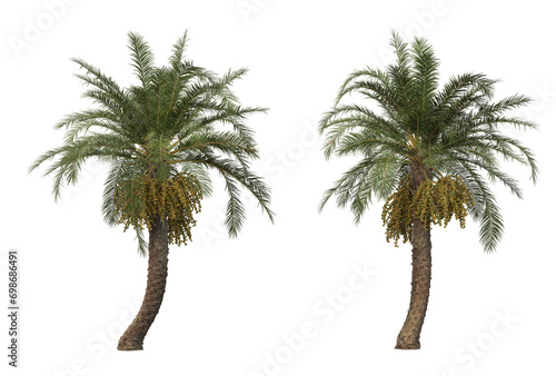 Palm on transparent background