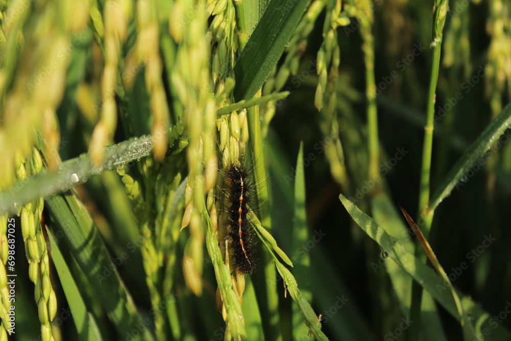 Paddy- Rice crop