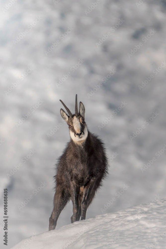 Alpine chamois (Rupicapra rupicapra - male) with his fur standing on end in a completely snow-covered alpine meadow against a background of snowy slopes. Alps, Italy.