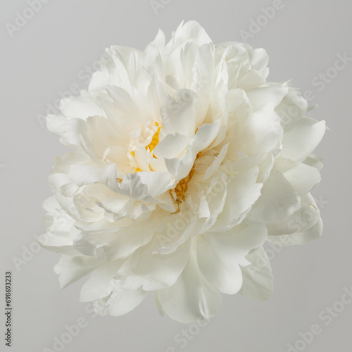 White peony flower isolated on grey background. © ksi