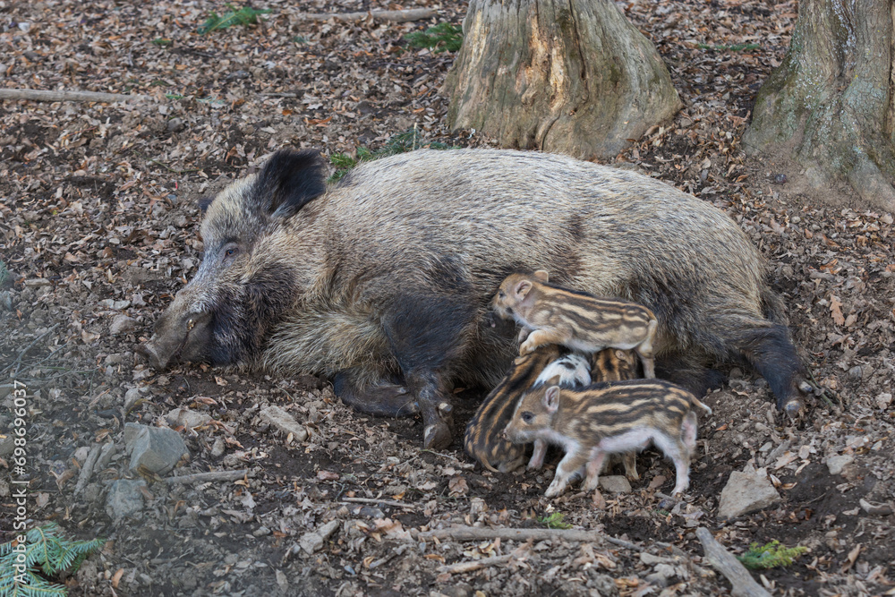 Wild boar - Sus scrofa - in the forest and by the in its natural habitat. Photo of wild nature. Wild boar - Sus scrofa - in the forest and by the in its natural habitat. Photo of wild nature.