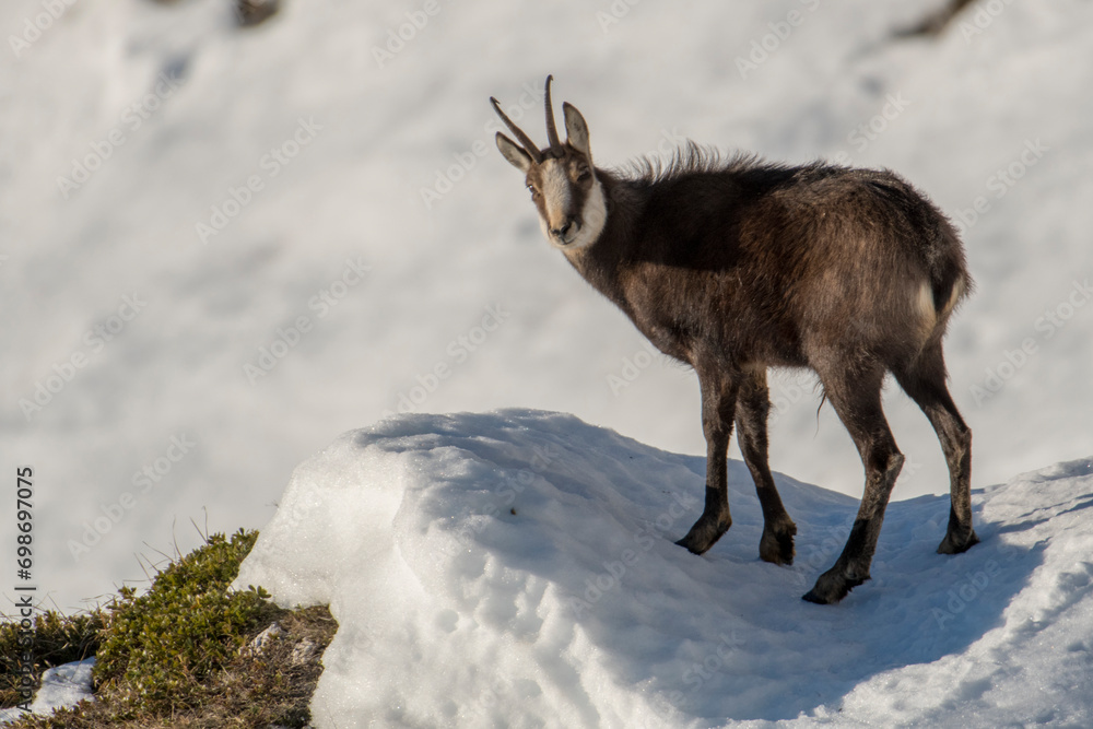 Alpine chamois standing in winter environment in the italian alps, snowy scene. Rupicapra rupicapra.