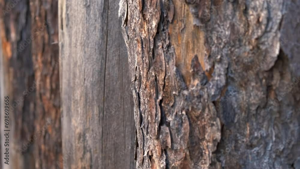 Wood texture. View of the fence made of logs with bark. Wood texture. View of the fence made of logs with bark.