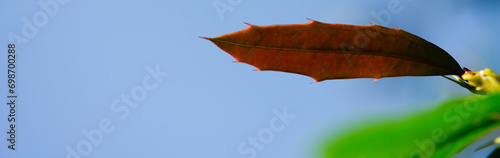 Red Berberis Gagnepainii Ferspray.  Spiny red single leaf photo