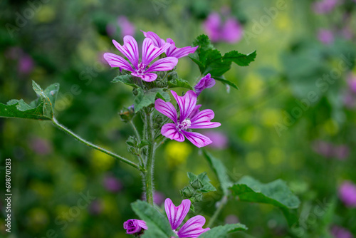 Pink flowers close up