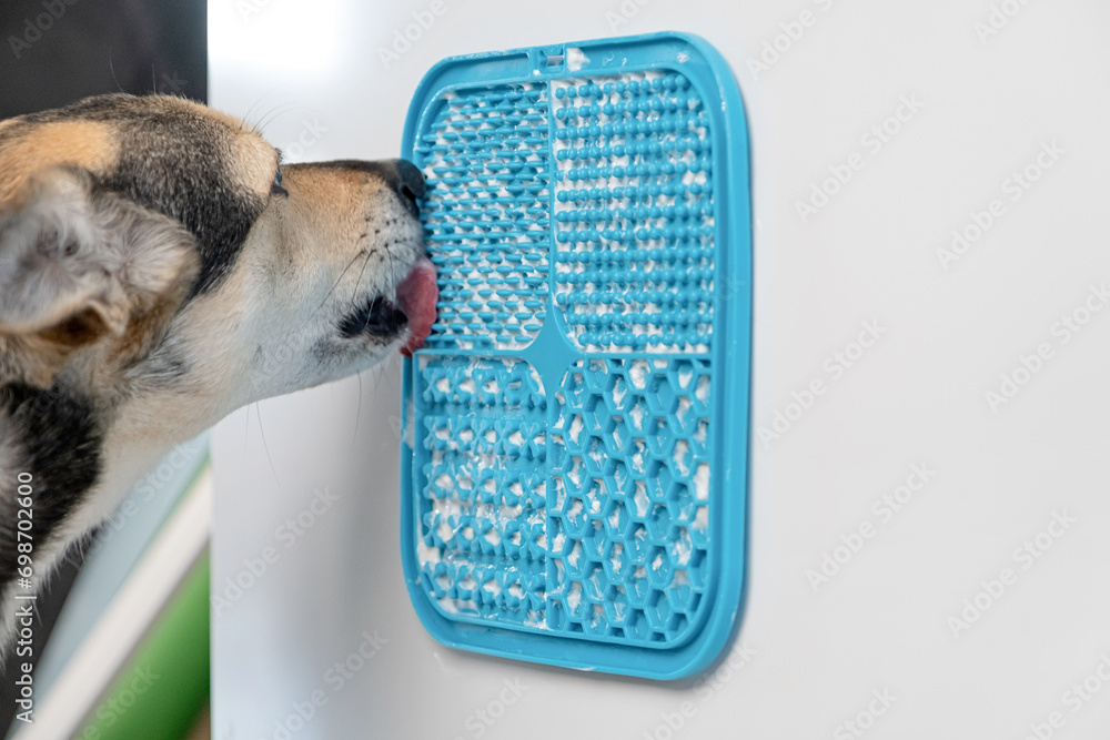cute dog using lick mat for eating food slowly - obrazy, fototapety, plakaty 