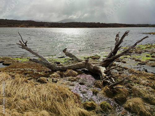 Tree trunk, dead branch by the lake on an island in Patagonia, Tierra del Fuego, Argentina