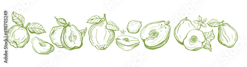 Isolated vector pattern of quince, fruit, twigs with leaves on a white and yellow background. Lemon color. Vintage vector template design. Hand drawn set of fruits illustrations. Exotic fruits.