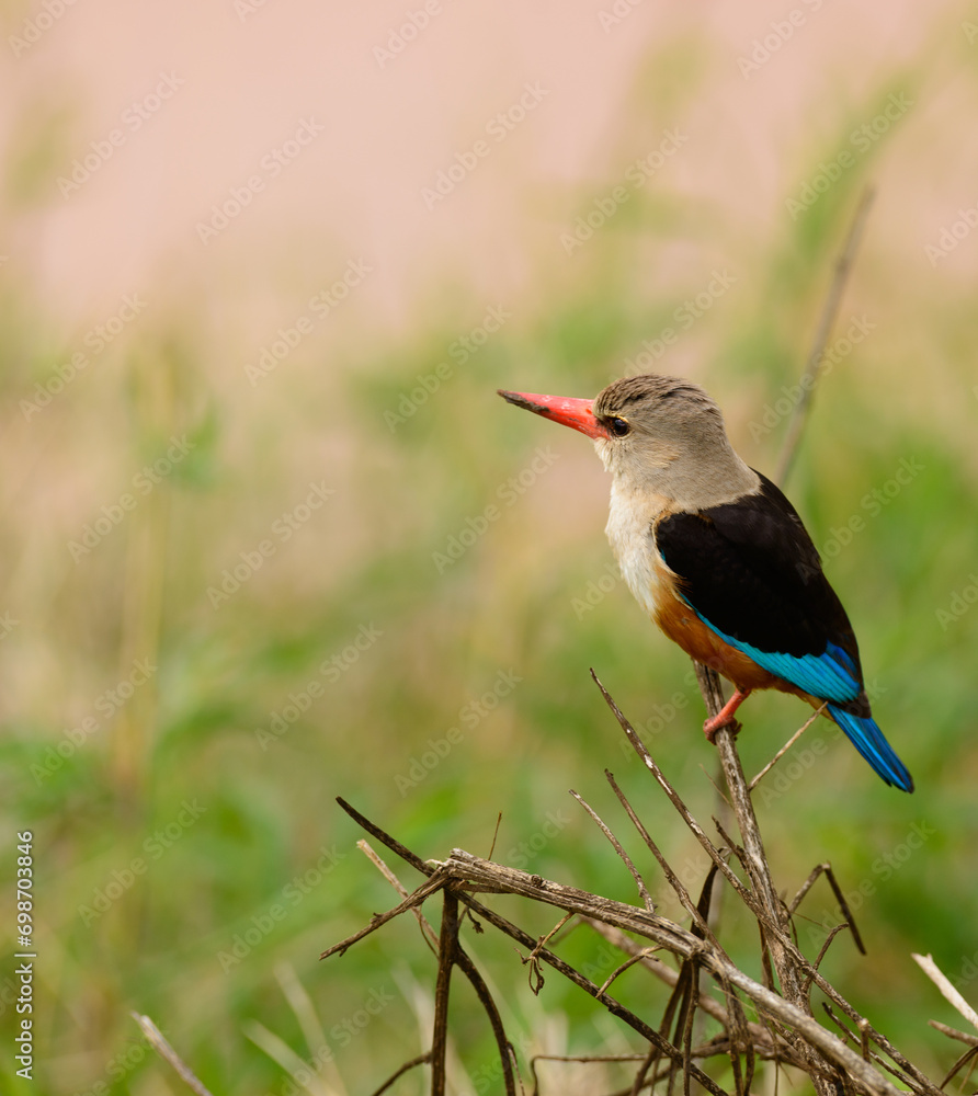 Obraz premium Grey-Headed Kingfisher (Halcyon leucocephala) on a branch