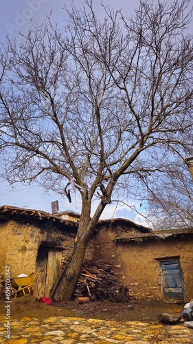 Thatched house with a big tree