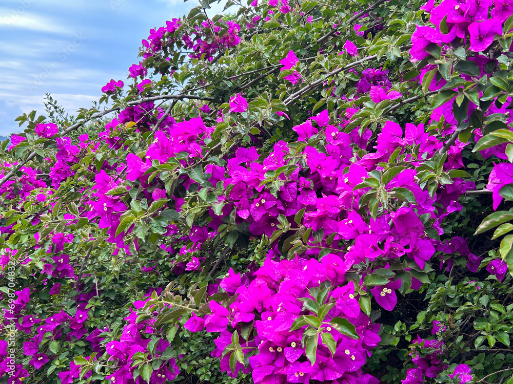 Beautiful pink flowers in the garden. Close-up. Nature background. Beautiful pink flowers in the garden. Close-up. Nature background.