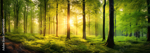 Forest landscape in warm sunlight © eyetronic