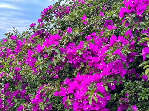 Fototapeta Naklejka Na Ścianę i Meble -  Beautiful pink flowers  in the garden. Close-up. Nature background.