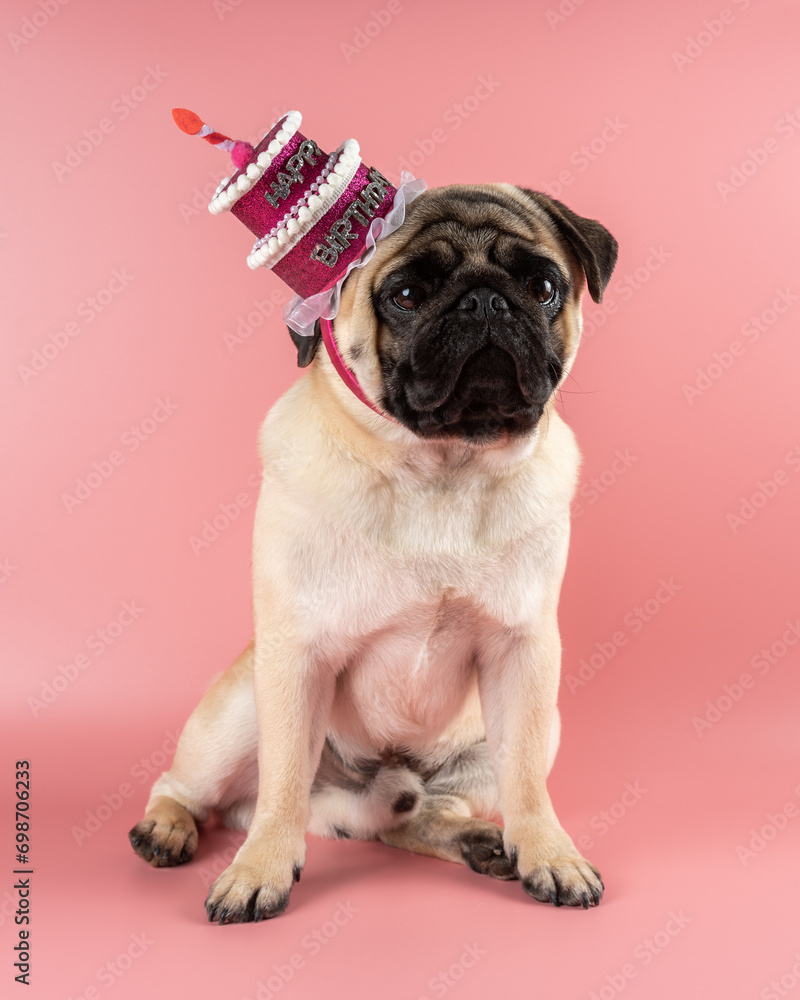 Funny Pug dog wearing pink happy birthday hat on pink background.