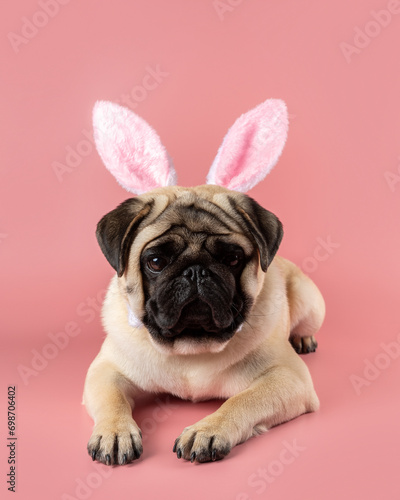 Funny Pug dog wearing Easter bunny ears on pink background. © Paopano
