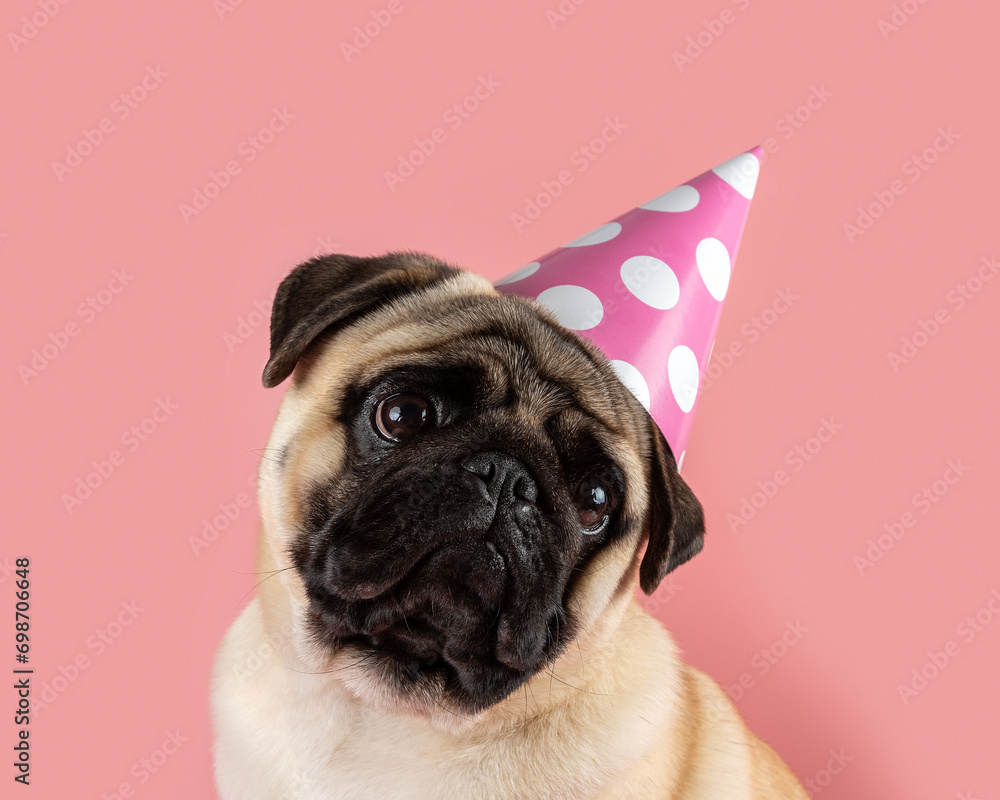 Funny Pug dog wearing happy birthday hat on pink background.