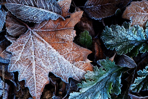 Frost-covered leaves on a cold winter morning photo