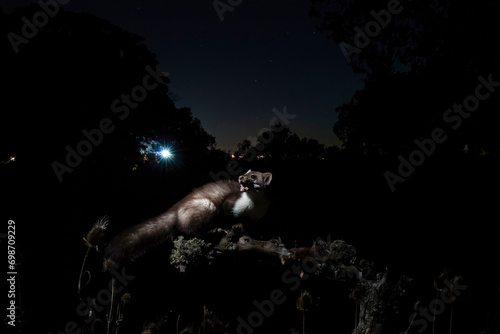 Nocturnal pine marten on a branch under starry sky