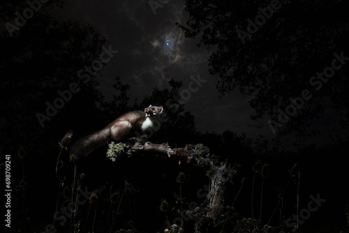 Moonlit weasel in a dramatic nocturnal setting photo