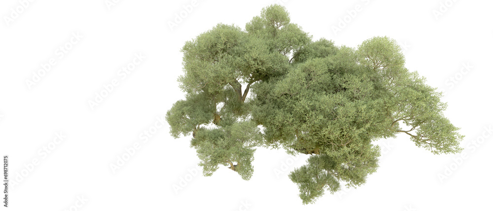 Obraz premium Green forest isolated on background. 3d rendering - illustration