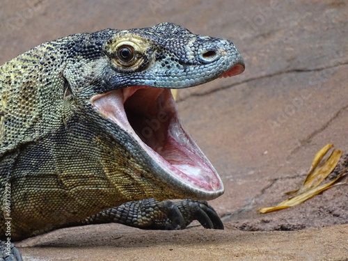 Komodo Dragon (Species Lizard) (ID: 698713232)