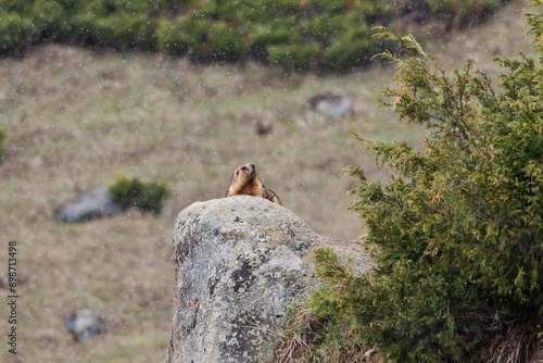 Grey marmot (Marmota baibacina) sitting on a rock
