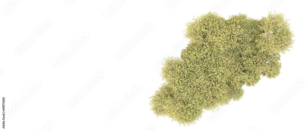Green forest isolated on background. 3d rendering - illustration Green forest isolated on background. 3d rendering - illustration
