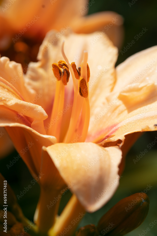 pestle and stamens of  beautiful deep yellow lily. close up macro