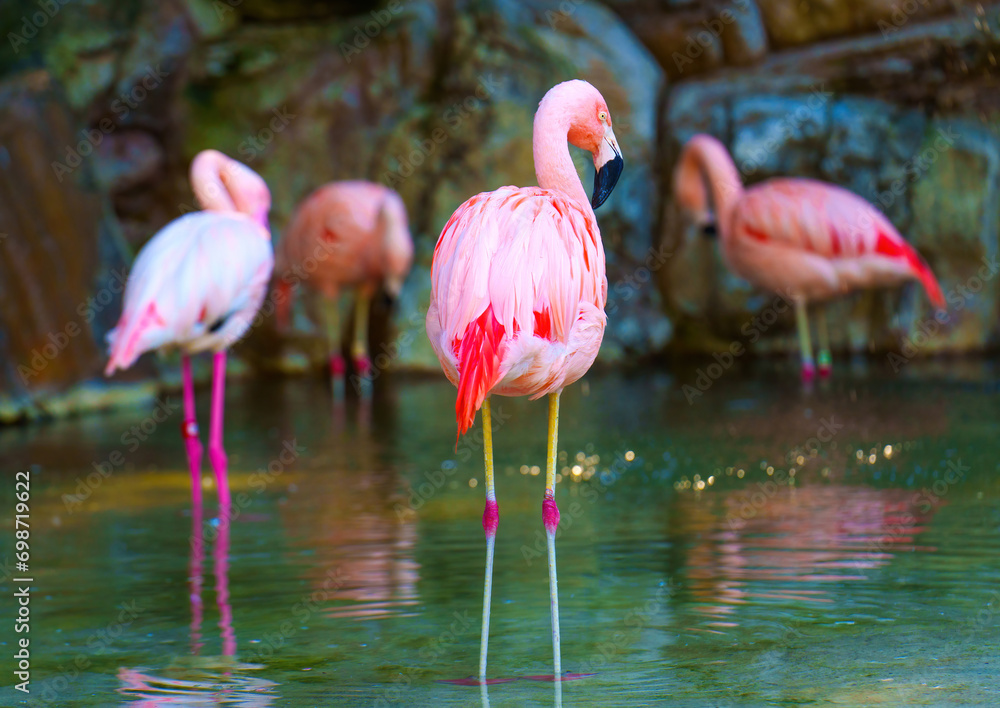 Flock of Pink Flamingos in Natural Habitat Flock of Pink Flamingos in Natural Habitat