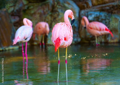 Flock of Pink Flamingos in Natural Habitat