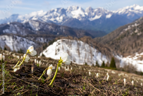 Field of white crocus flowers at Schwarzkogel in Karawanks, Carinthia, Austria. Scenic view on snow capped mountain peaks of Julian Alps in early spring. Magical atmosphere in Slovenian Austrian Alps photo