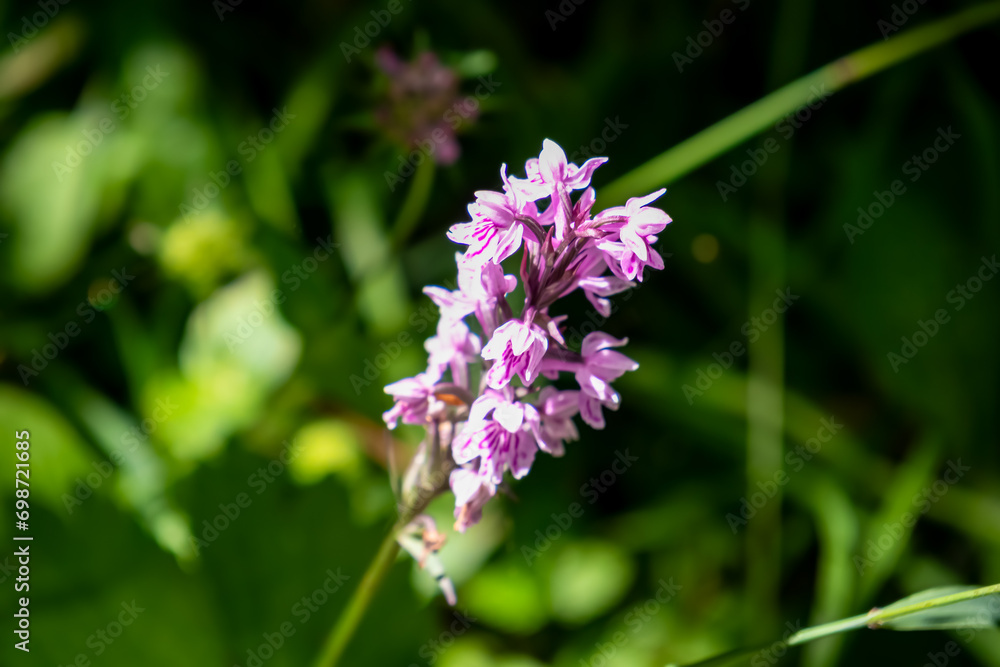 Close up view of white flower Dactylorhiza maculata growing next to river Loiblbach in Tscheppaschlucht in Carinthia, Austria. Floral fauna in tranquil environment. Ecosystem in remote natural habitat Close up view of white flower Dactylorhiza maculata growing next to river Loiblbach in Tscheppaschlucht in Carinthia, Austria. Floral fauna in tranquil environment. Ecosystem in remote natural habitat