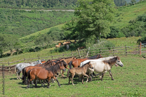 Wild horses galloping on the ranch in Spain