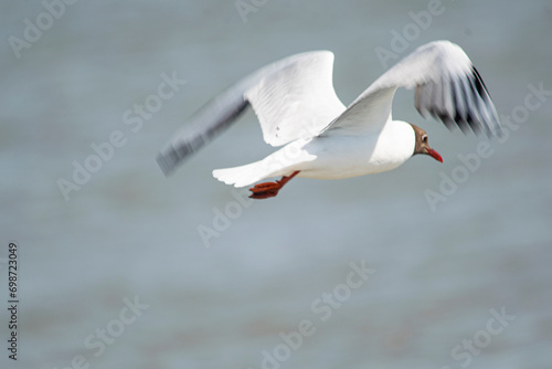 Brown-headed seagull flying on the lake