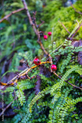 close up of small red wild berries and ferns 