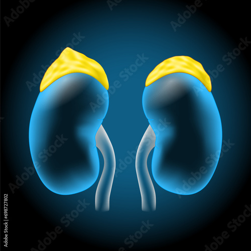 Adrenal glands. Realistic transparent blue human kidneys