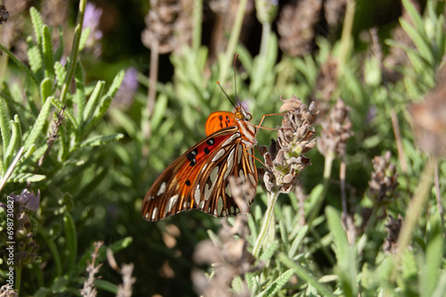 Close up of orange butterfly on lavender flower. Nature background concept.