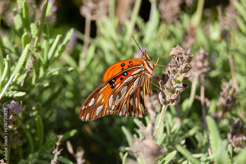Close up of orange butterfly on lavender flower. Nature background concept.