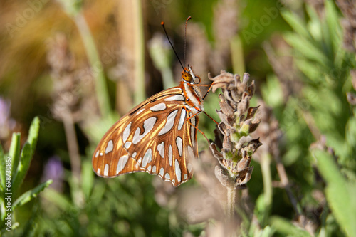 Close up of orange butterfly on lavender flower. Nature background concept.