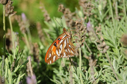 Close up of orange butterfly on lavender flower. Nature background concept.