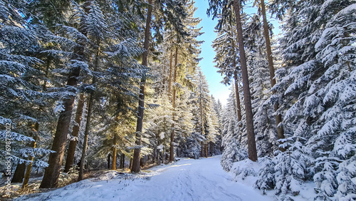Scenic hiking trail through snowy forest path leading to Reinischkogel, Koralpe, Lavanttal Alps, Styria, Austria. Winter wonderland with snow covered tall pine trees . Ski touring in Austrian Alps
