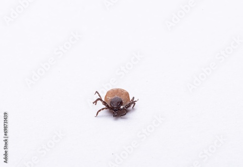 Close-up of isolated tick on white background